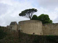 Pin parasol sur le bastion sud-ouest.